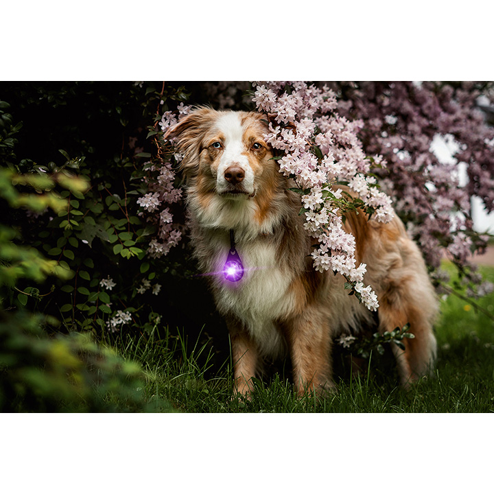 Orbiloc Purple LED světlo na obojek