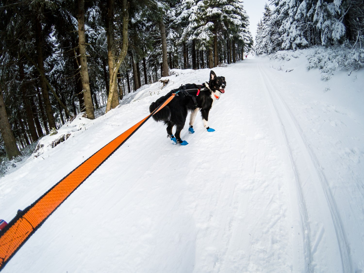 Bungee Leash