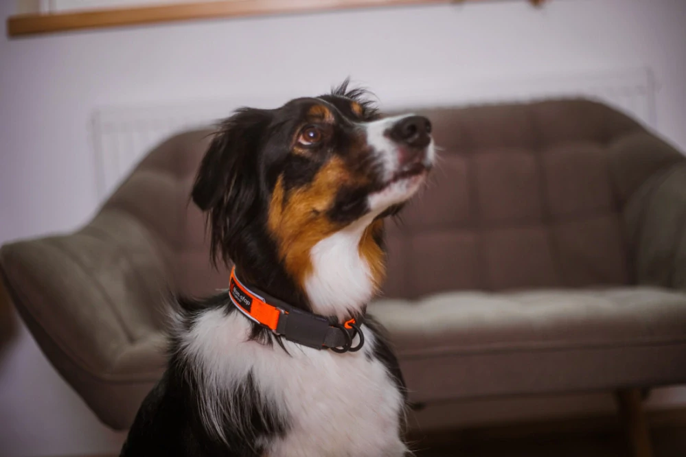Protector collar