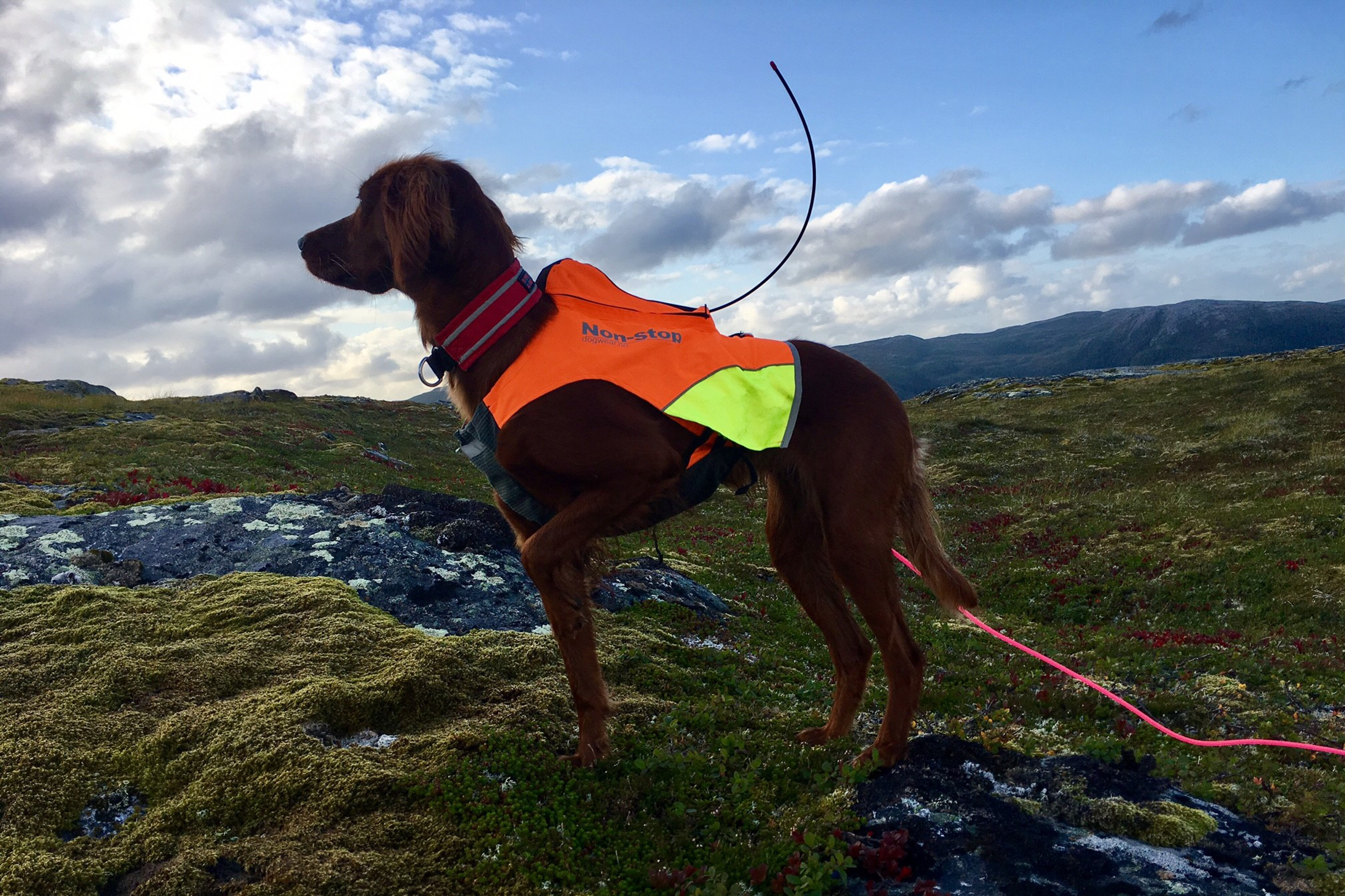 Protector vest GPS, Non-stop dogwear