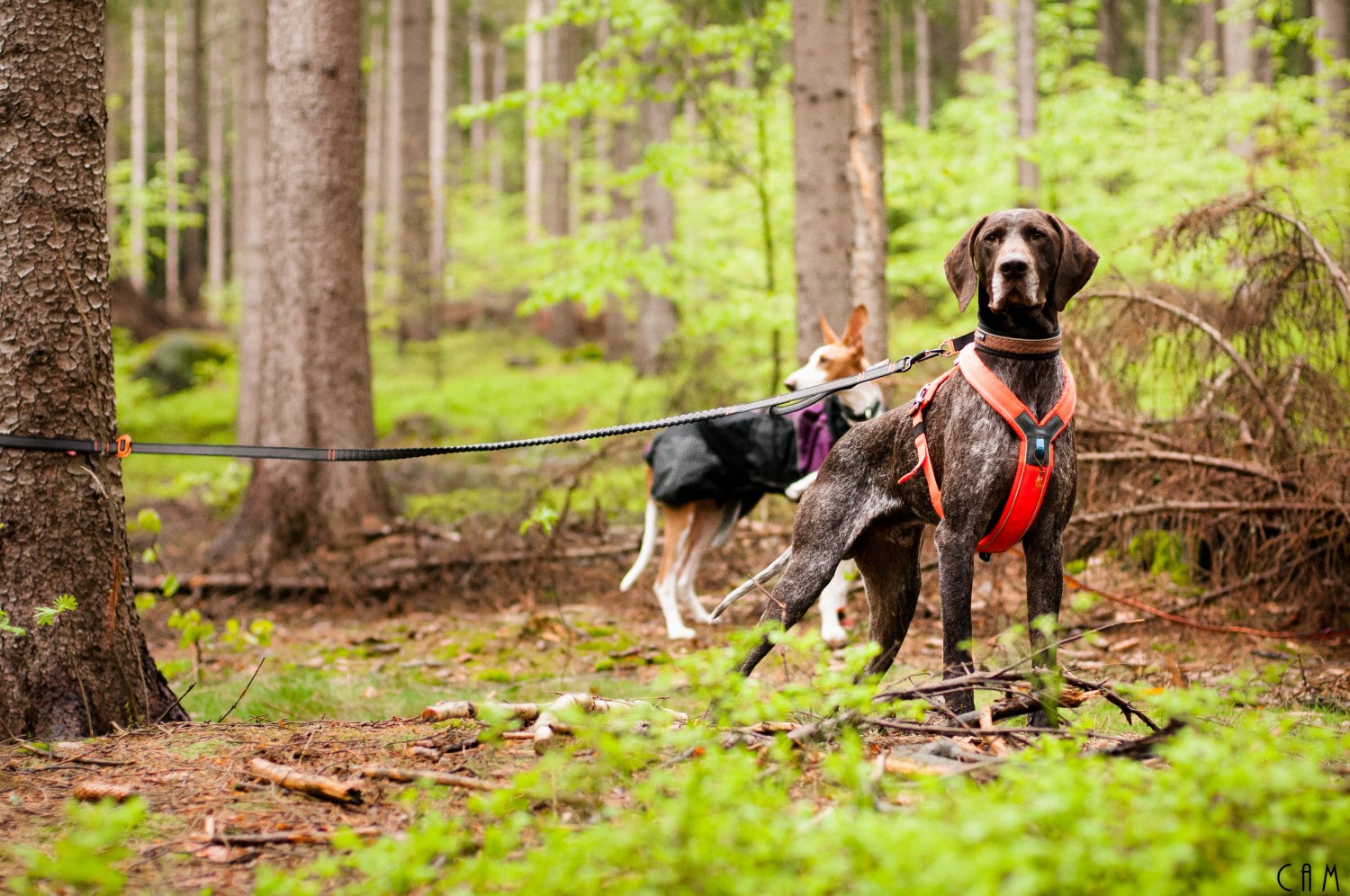 Touring Bungee Adjustable Leash